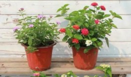 爆料有奖美食视频大全最新,最新爆料有奖美食盛宴大盘点！